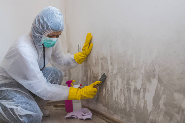 Why You Should Choose Our Mold Remediation Services in Georgetown, TX